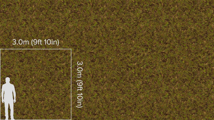 Forest Floor Dirt Ground Texture, Green