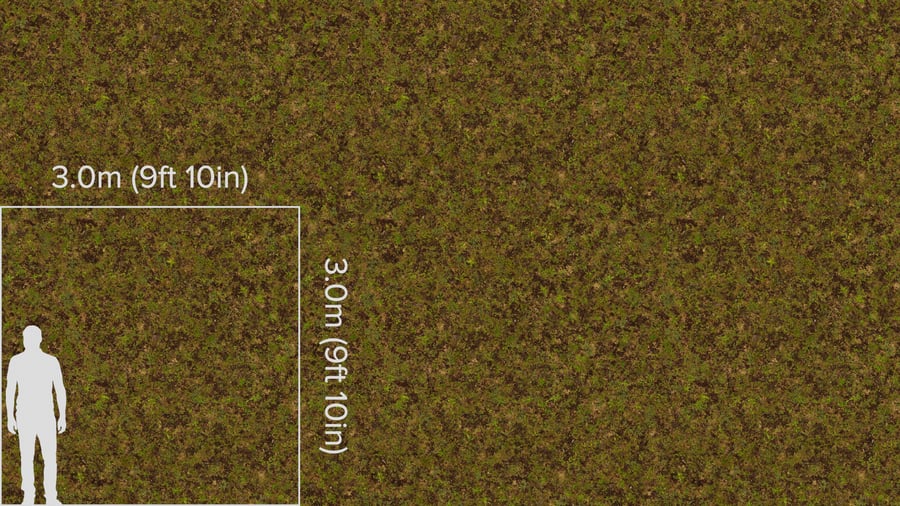 Grass and Twigs Forest Texture