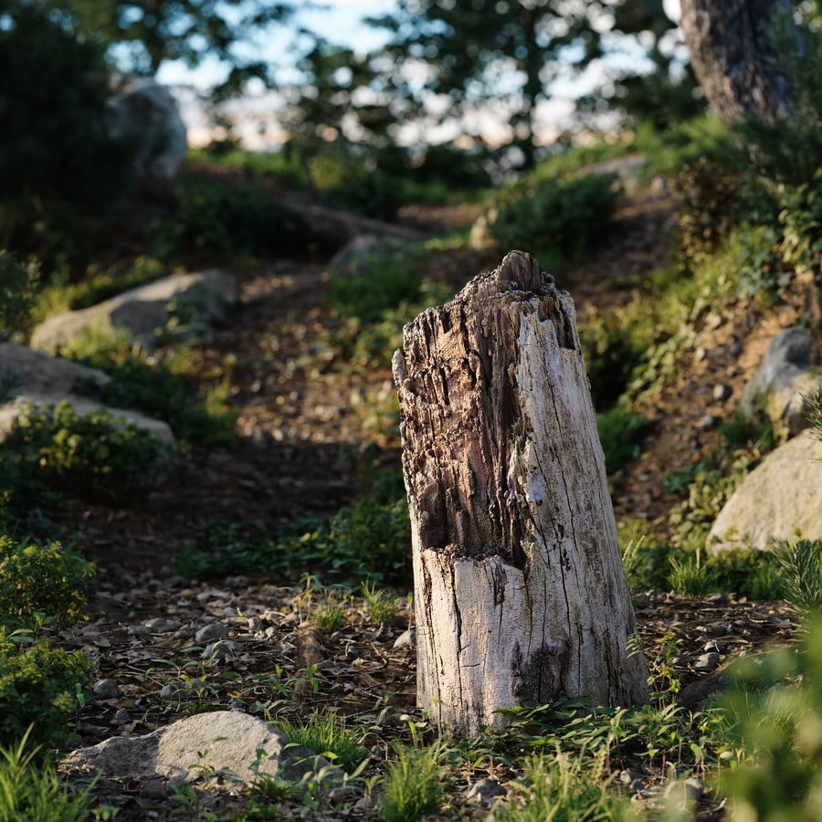 Medium Broken Decaying Bare Stump Model