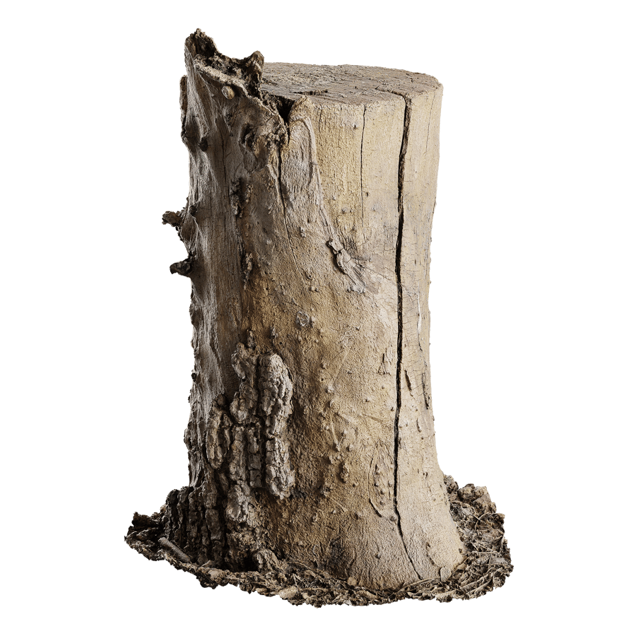 Medium Cut Bare Split Stump Model