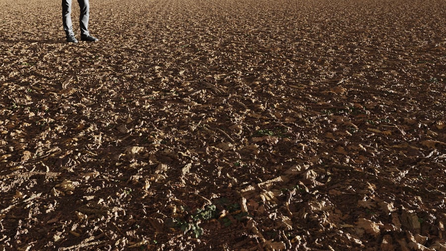 Detritos de folhas na textura da floresta
