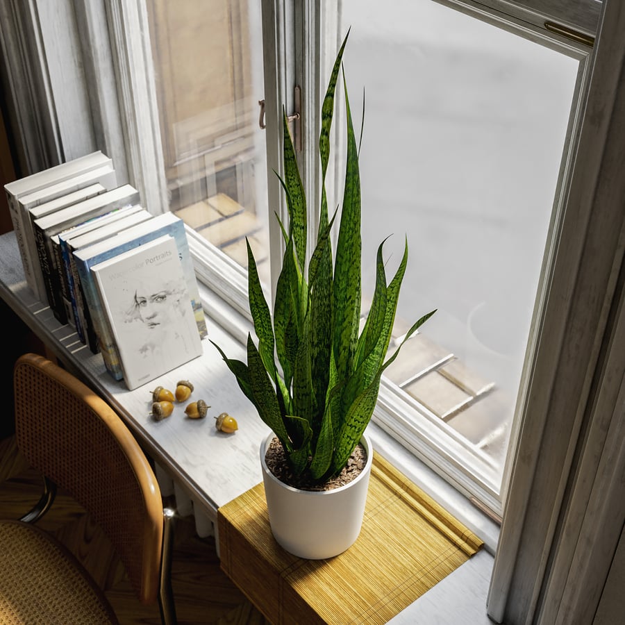 Planta alta de sansevieria em vaso Modelo
