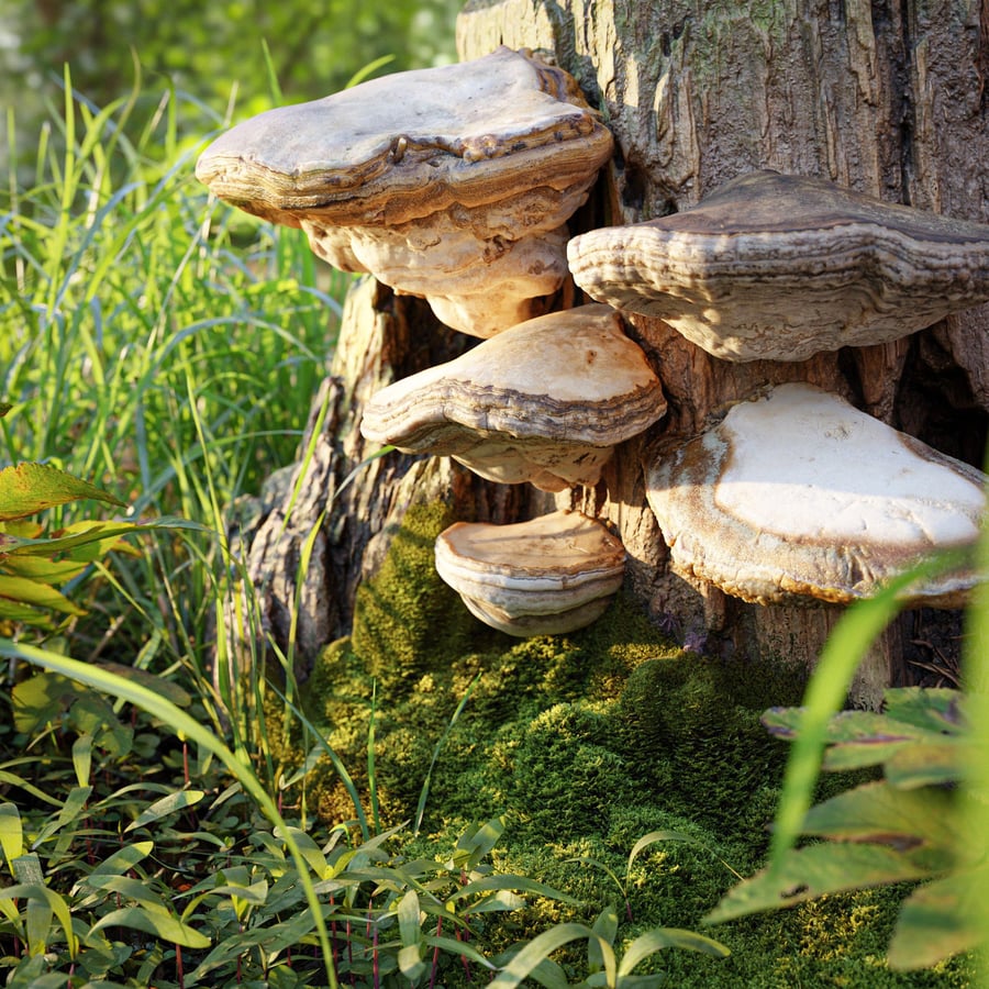 Big Polypores Tree Fungus Models Collection