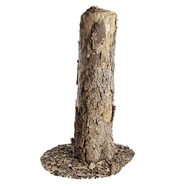 Medium Broken Conifer Stump Model