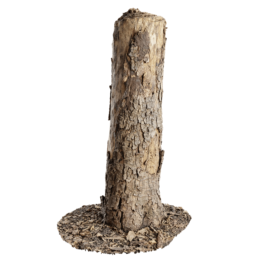 Medium Broken Conifer Stump Model