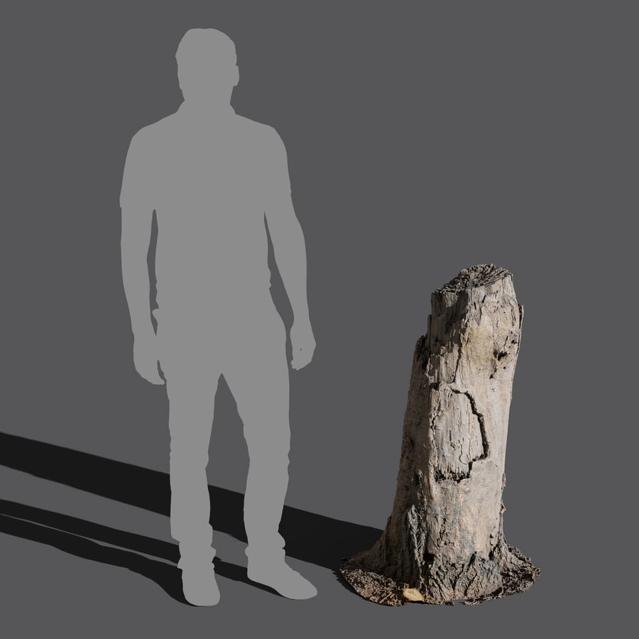 Tall Broken Decaying Stump Model