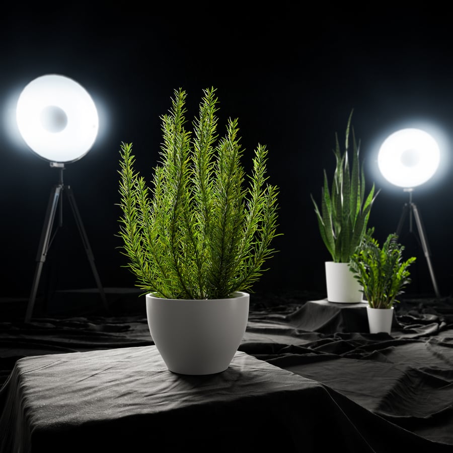 Planta de alecrim em vaso Modelo