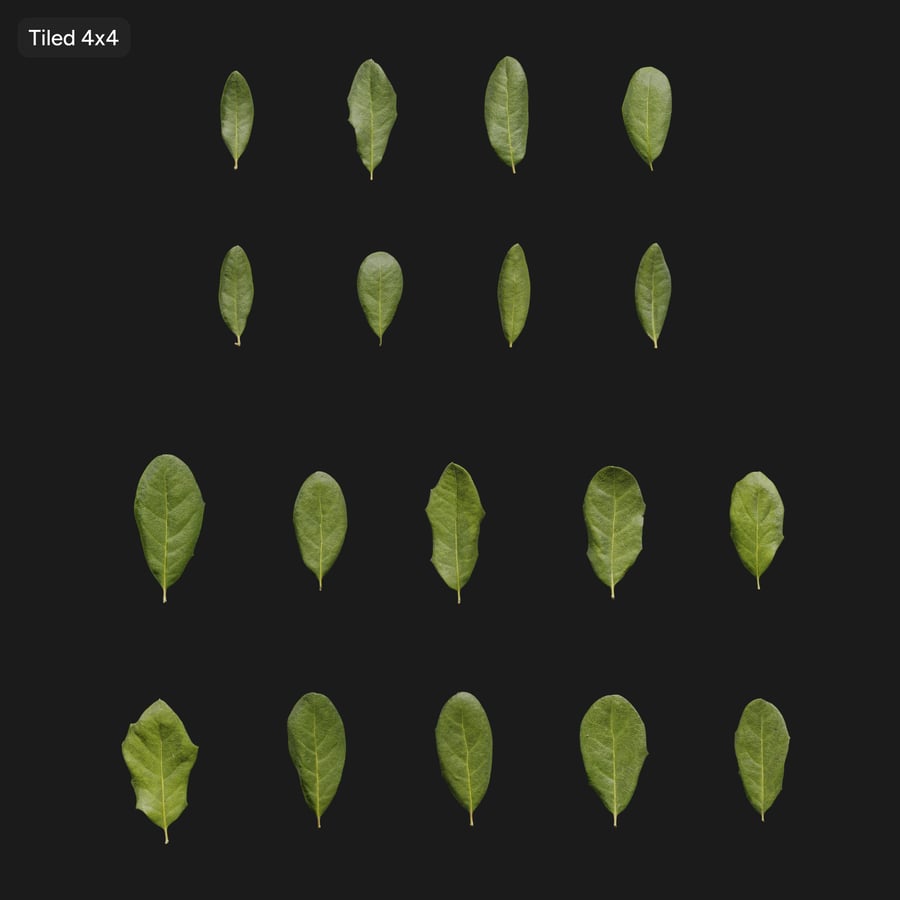 Oak Leaves Atlas