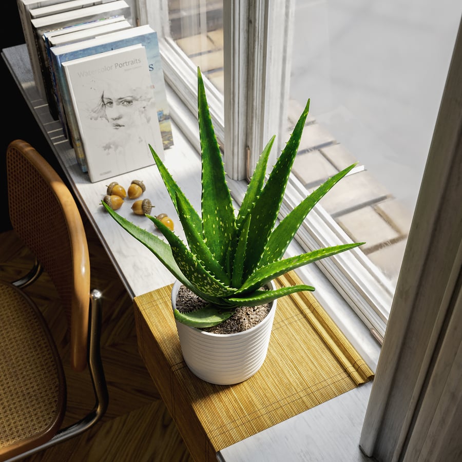 Modelo de planta suculenta de Aloe Vera em vaso