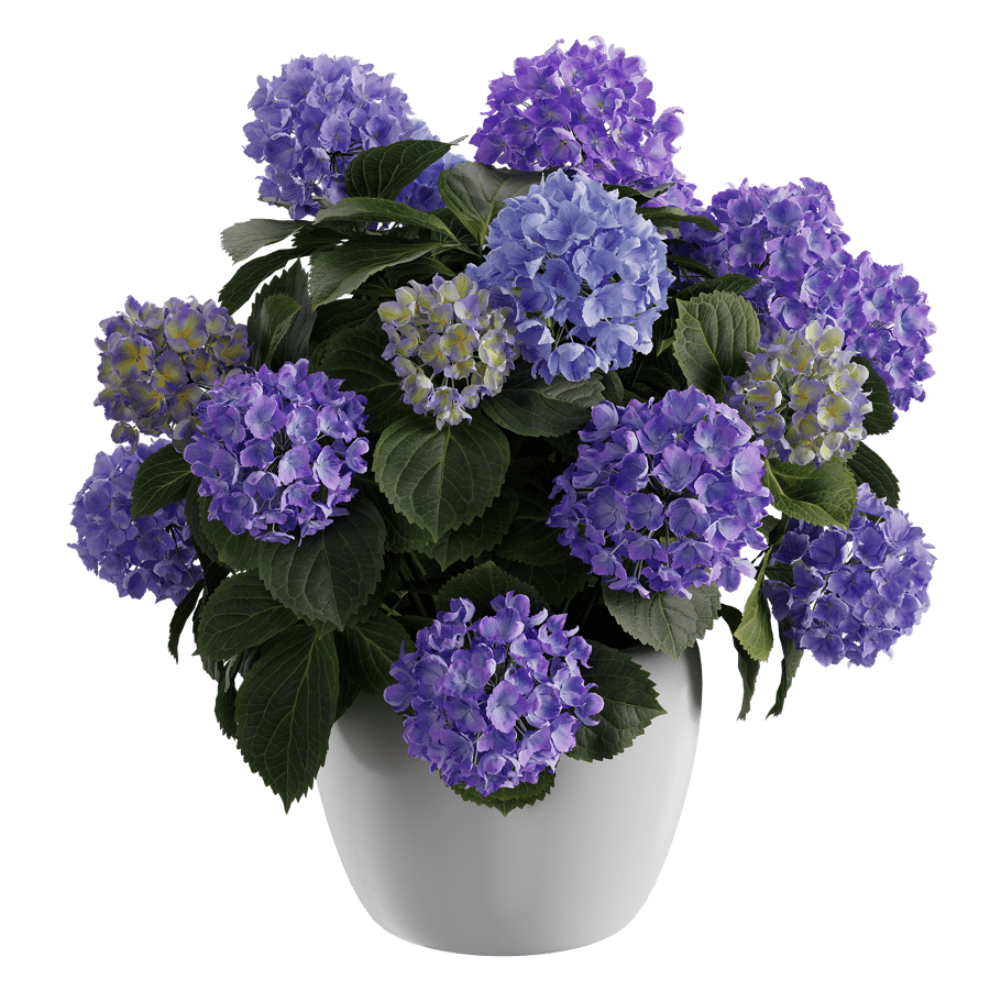 Mophead Hydrangea Plant Model, Purple