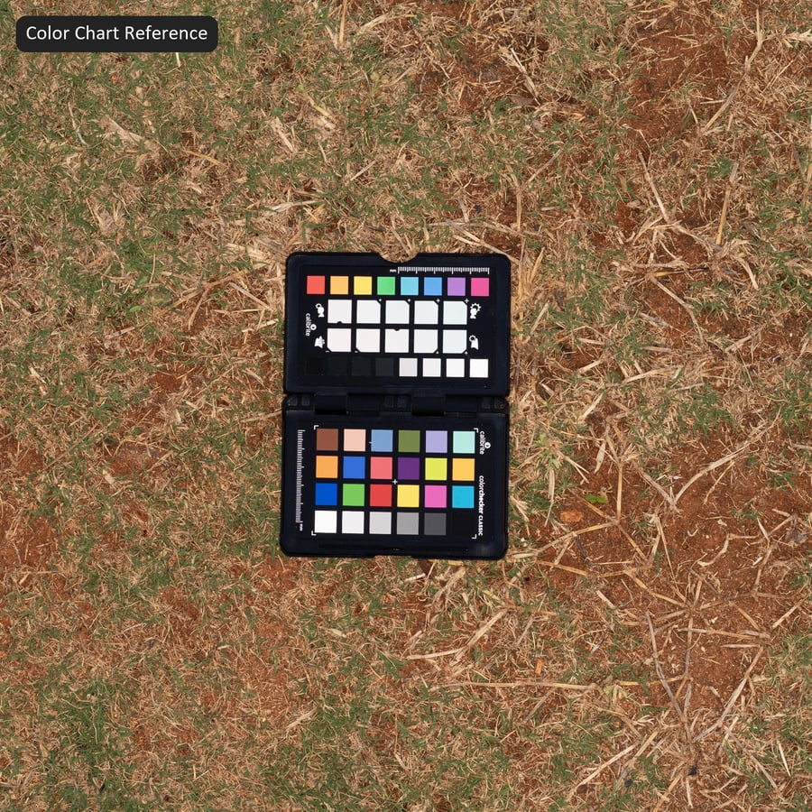 Texture de l'herbe parsemée