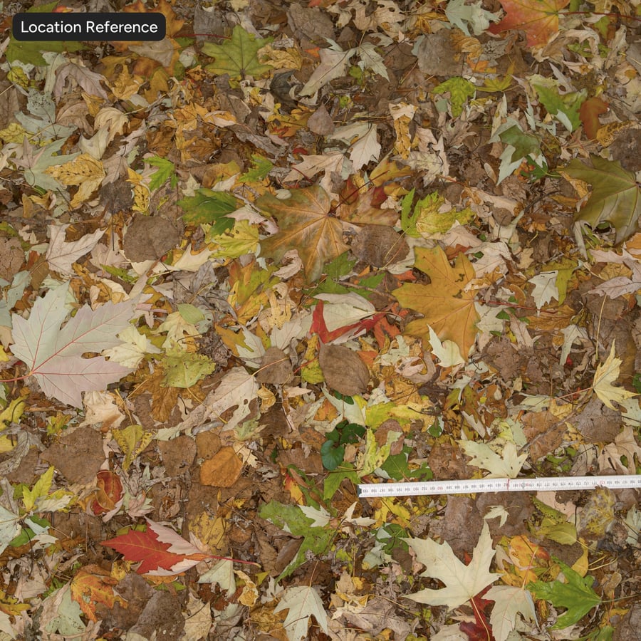 Feuilles d'érable denses d'automne sur le sol Texture