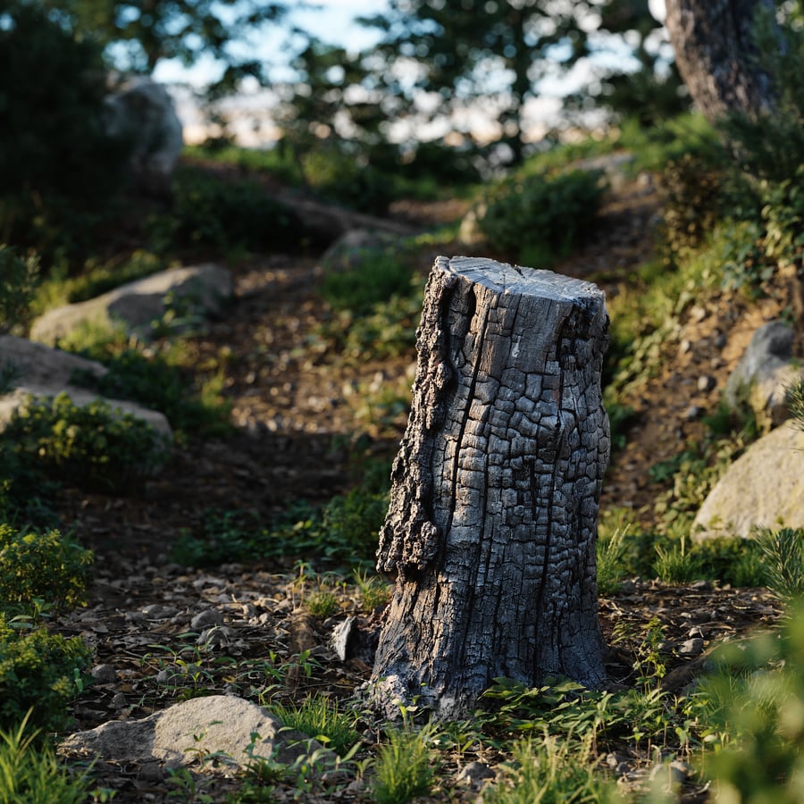 Tall Burned Cut Deciduous Stump Model