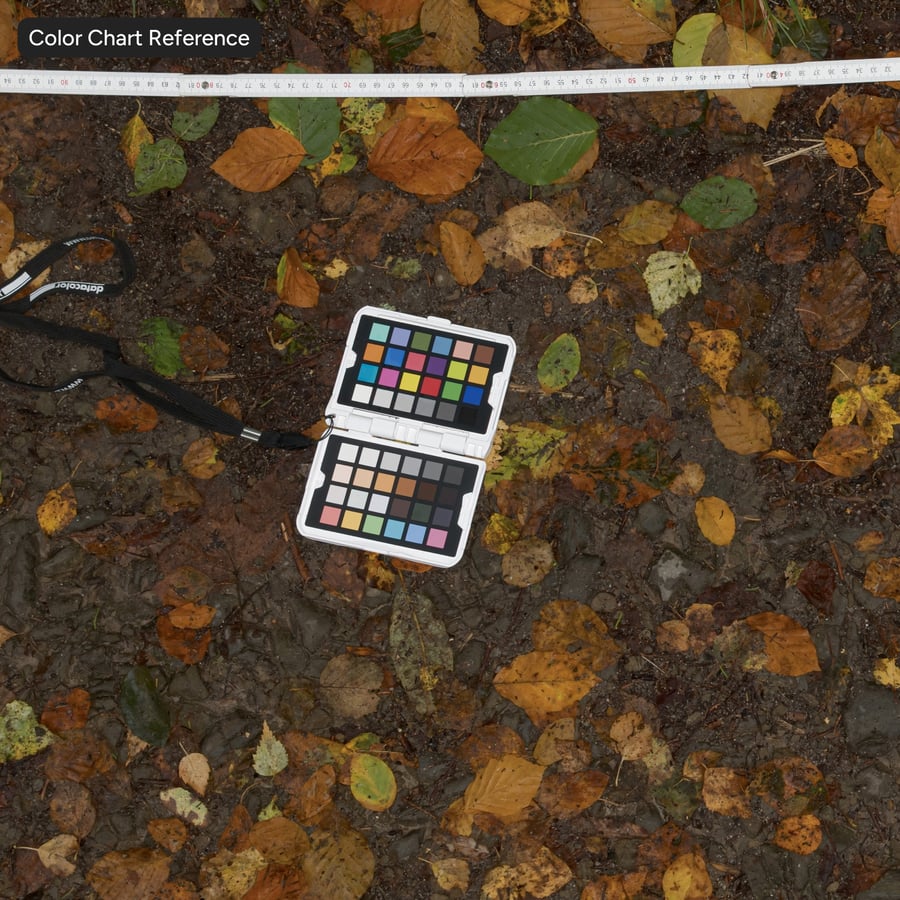 Herfstbladeren op rotsachtige ondergrond Textuur