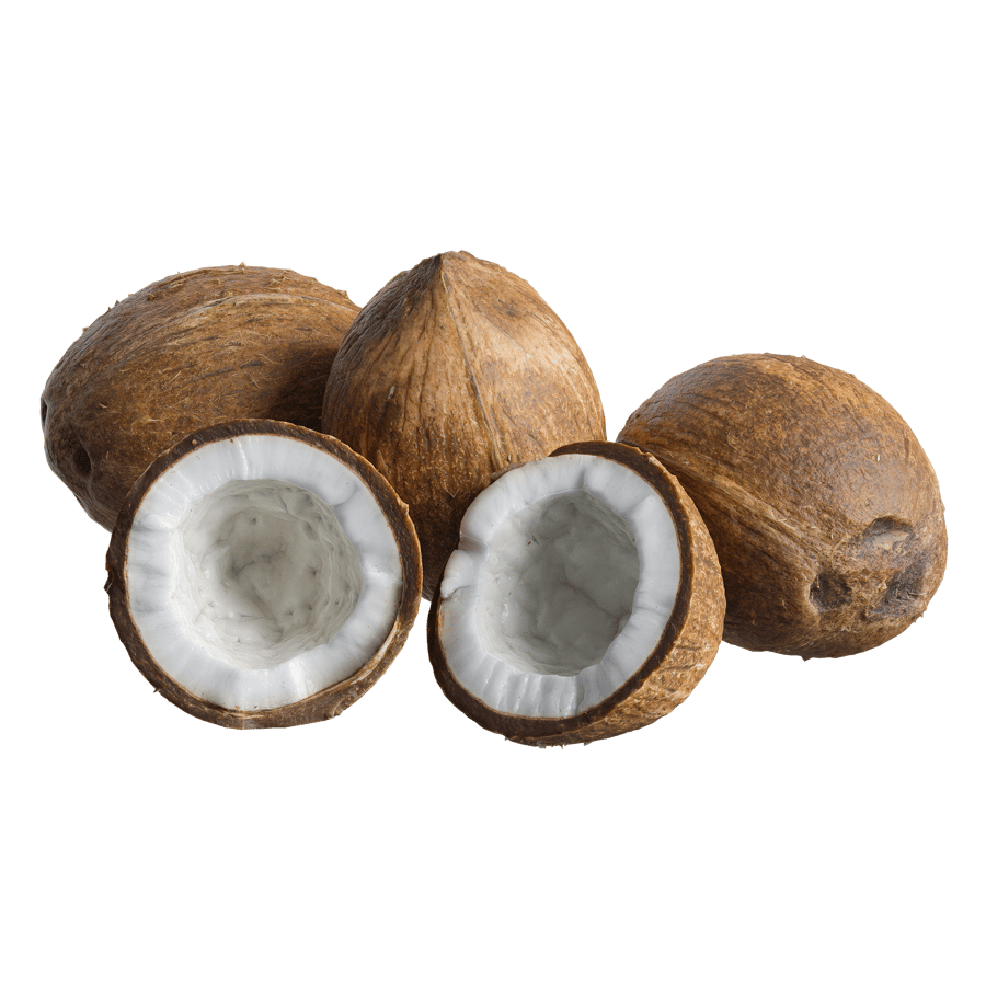 Coconut Models
