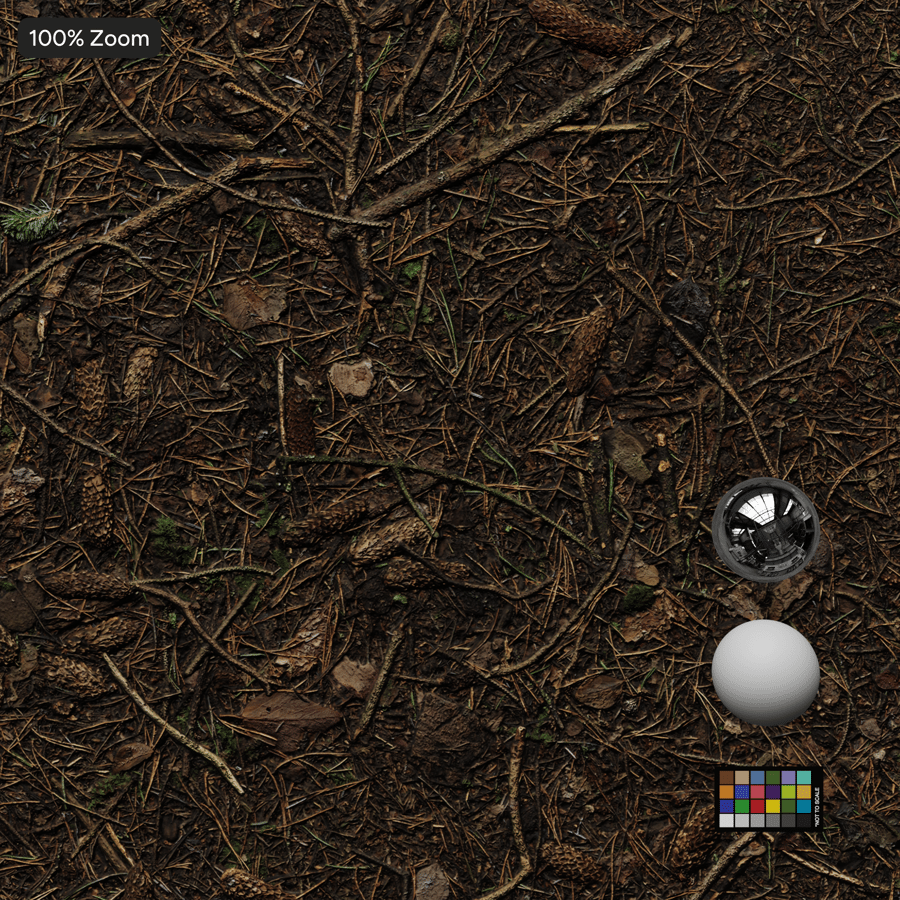 Texture du sol de la forêt sèche