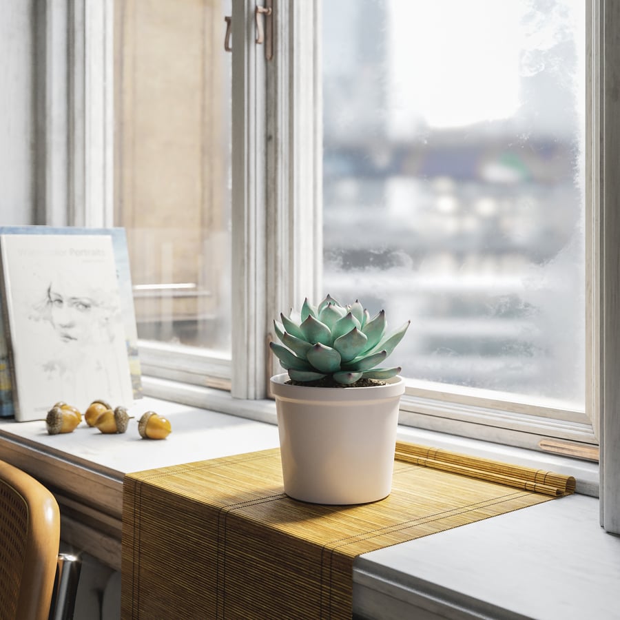 Planta Suculenta Echeveria Tippy em Vaso Modelo