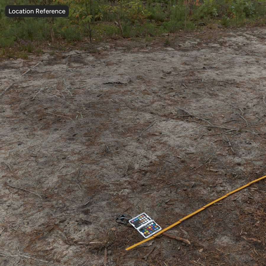 Szárított tűlevelű erdei talajon Szerkezet