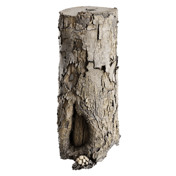 Medium Cut Flaking Conifer Stump Model