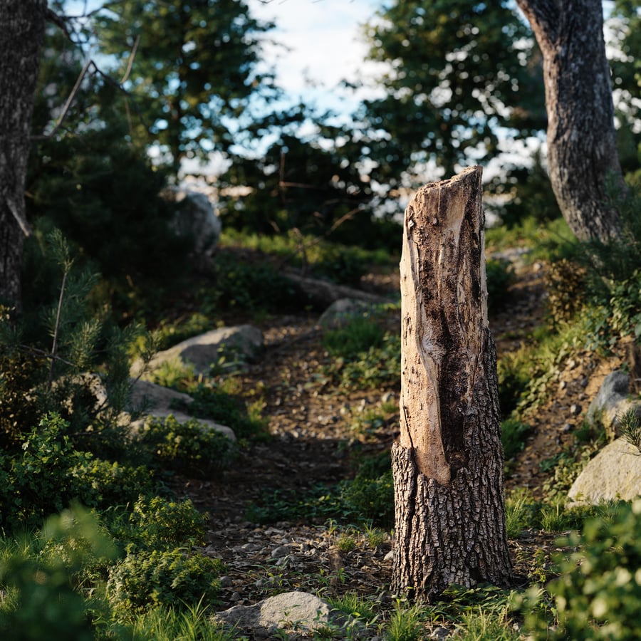 Tall Broken Conifer Stump Model