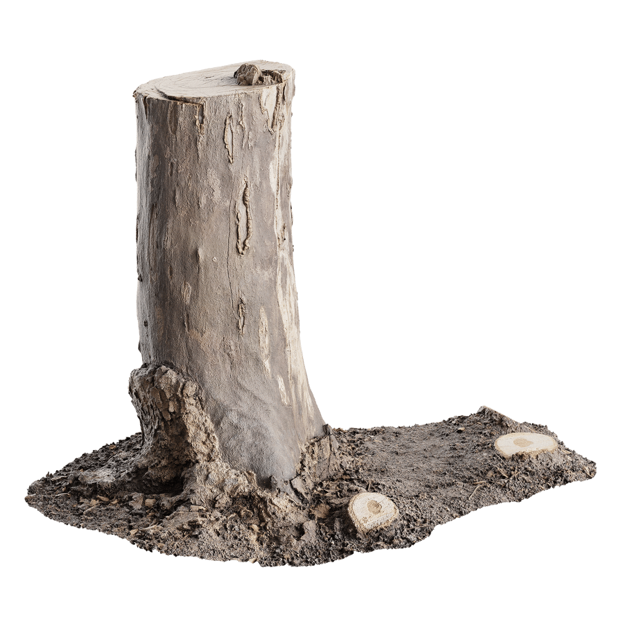 Medium Cut Bare Deciduous Stump Model