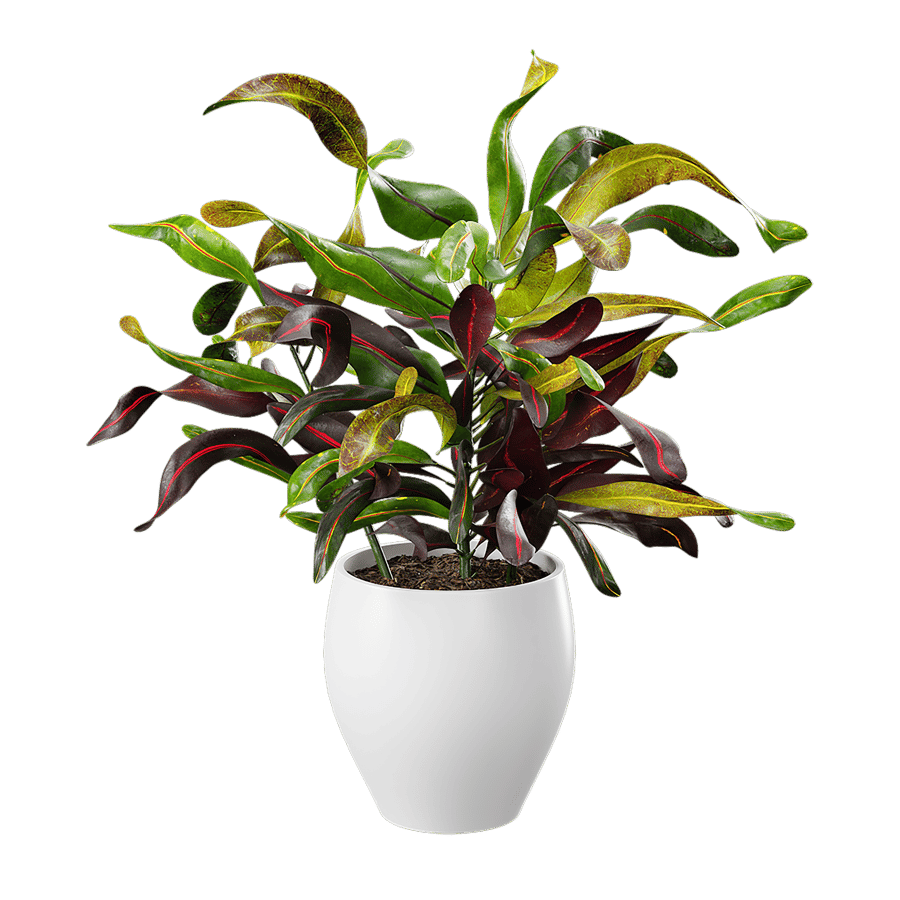 Mammy Croton Plant Potted Plant Model