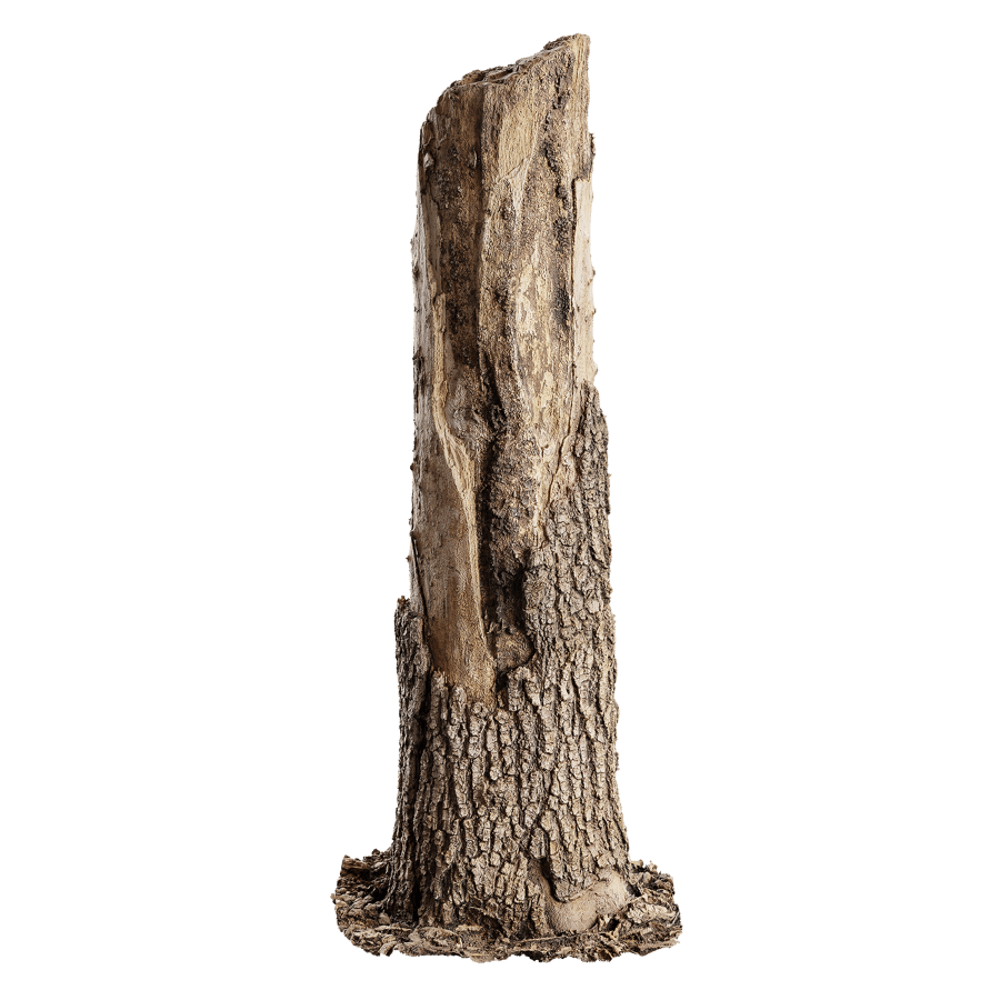 Tall Broken Conifer Stump Model