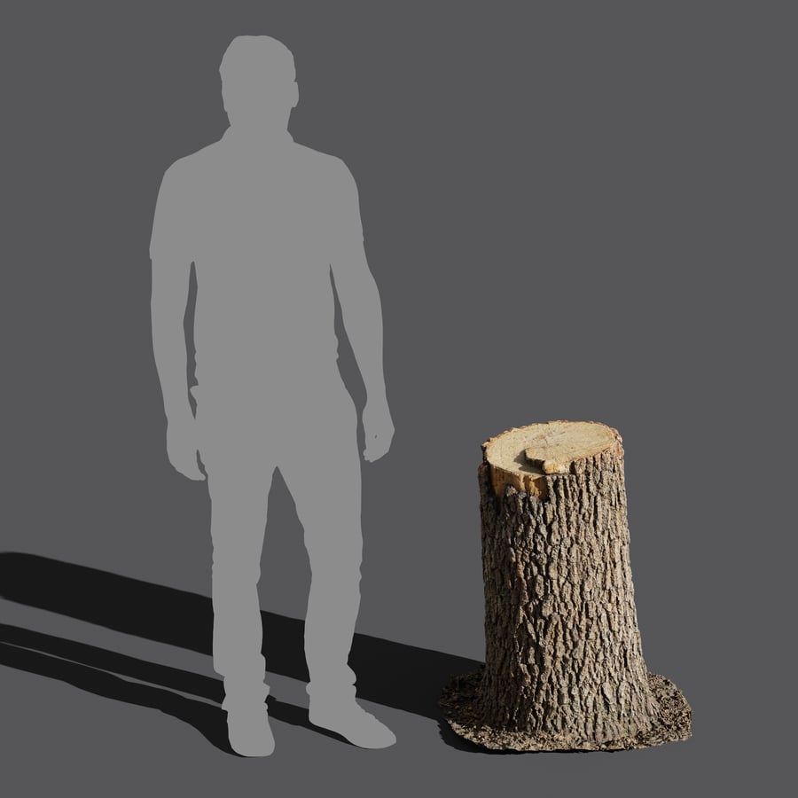 Medium Fresh Cut Deciduous Stump Model