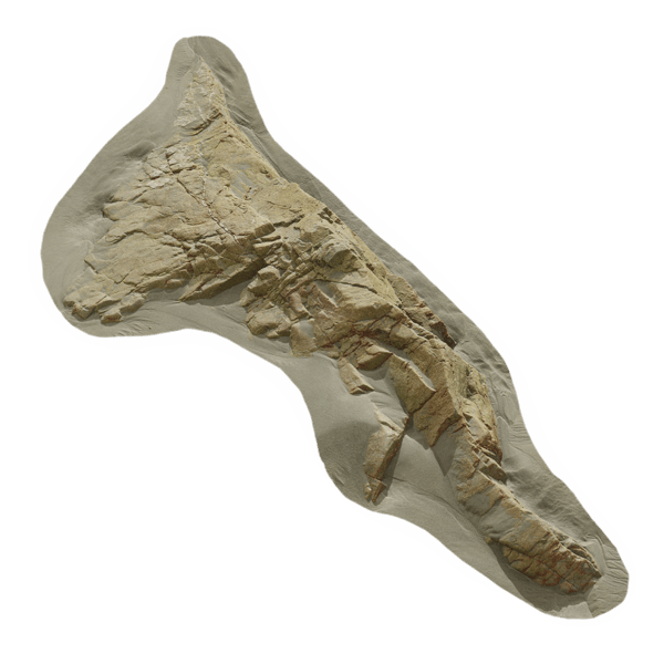 Klein geribbeld strandrotsmodel