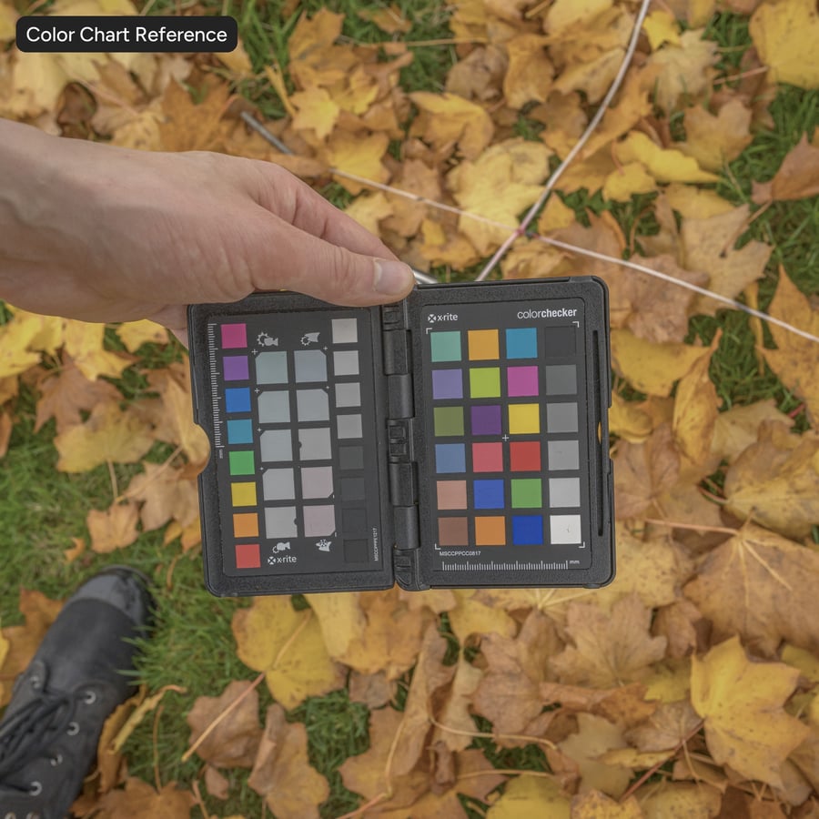 Autumn Maple Leaves on Grass Texture