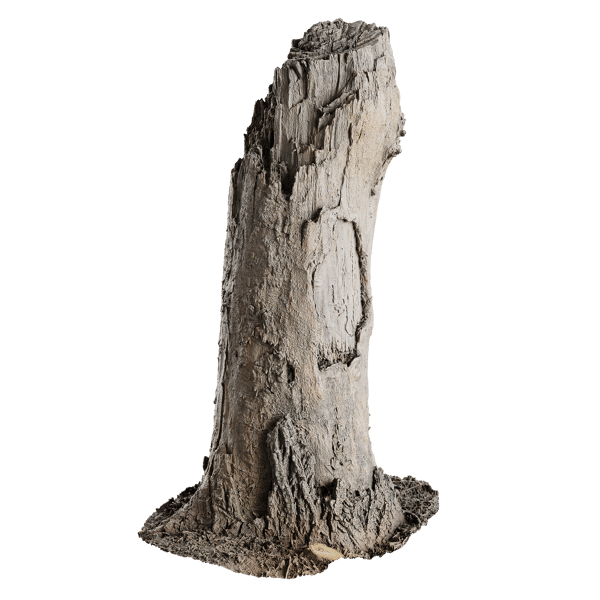 Tall Broken Decaying Stump Model