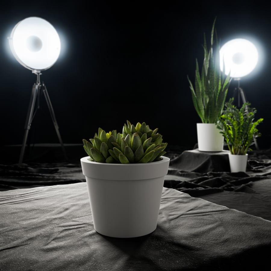 Planta suculenta de agave bebê em vaso modelo