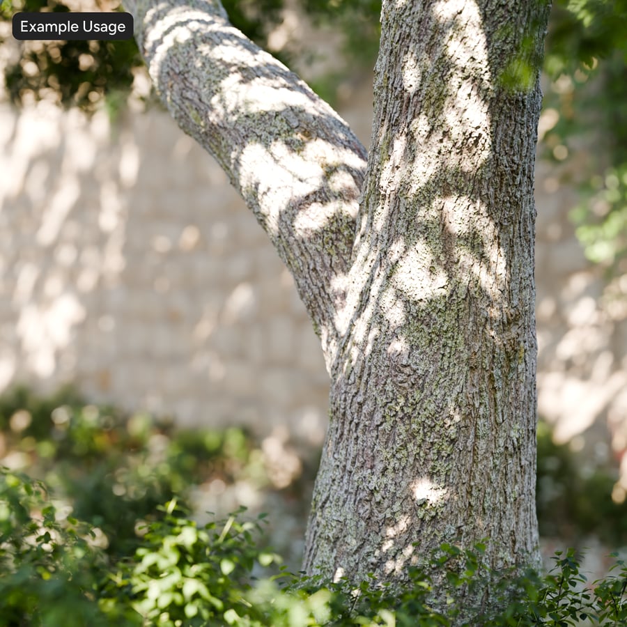 Mossy Deciduous Bark Texture