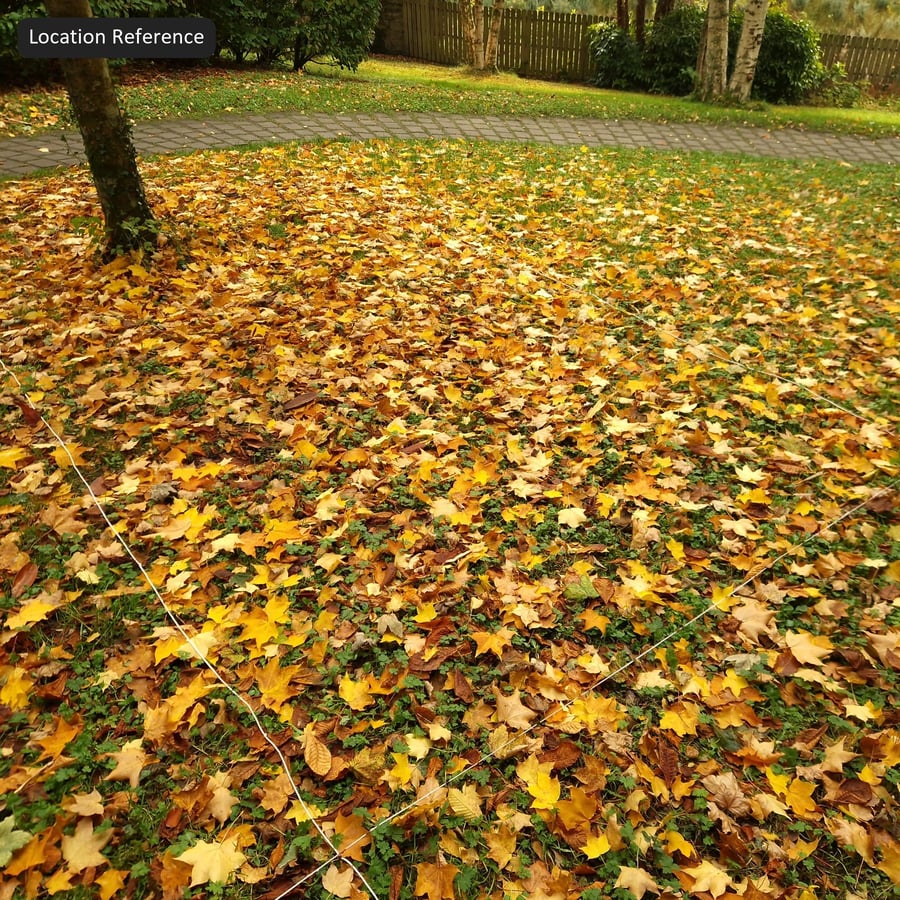 Őszi juharlevelek és lóhere fű textúra