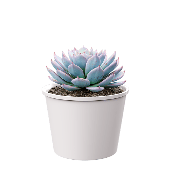 Model Tanaman Pot Sukulen Echeveria Morning Beauty