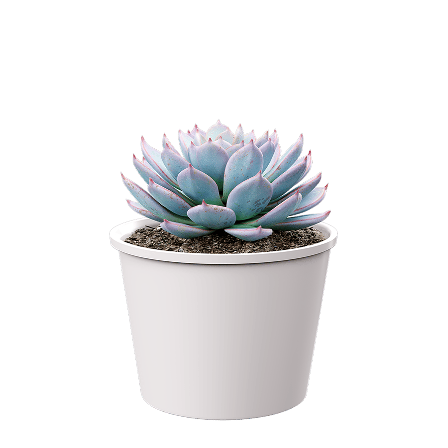 Echeveria Morning Beauty Succulent Potted Plant Model