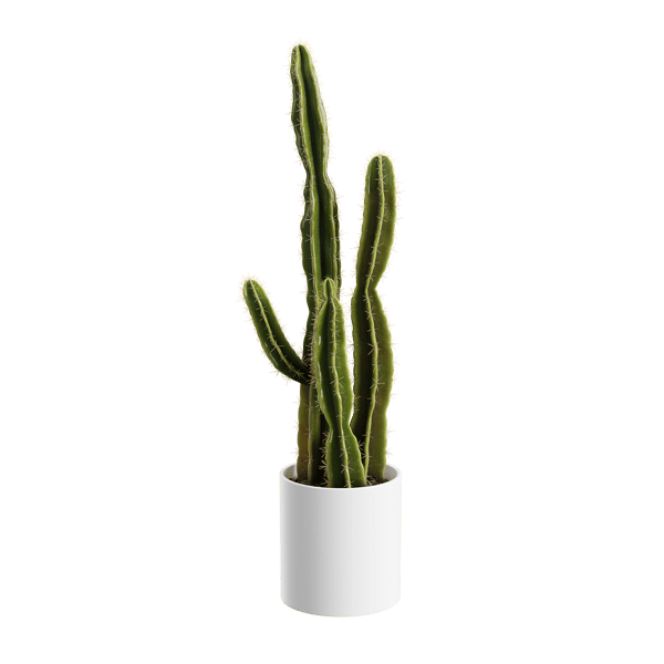 Saguaro Cactus Plant Model