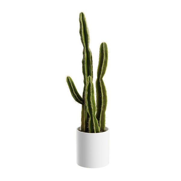 Μοντέλο φυτού Saguaro Cactus