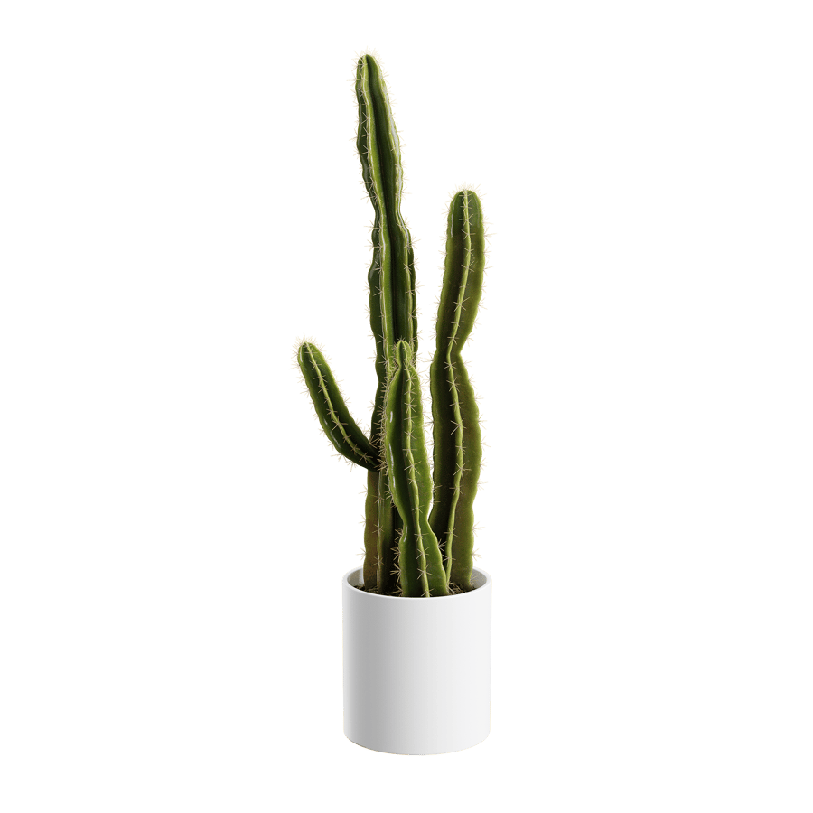 Saguaro Cactus Plant Model