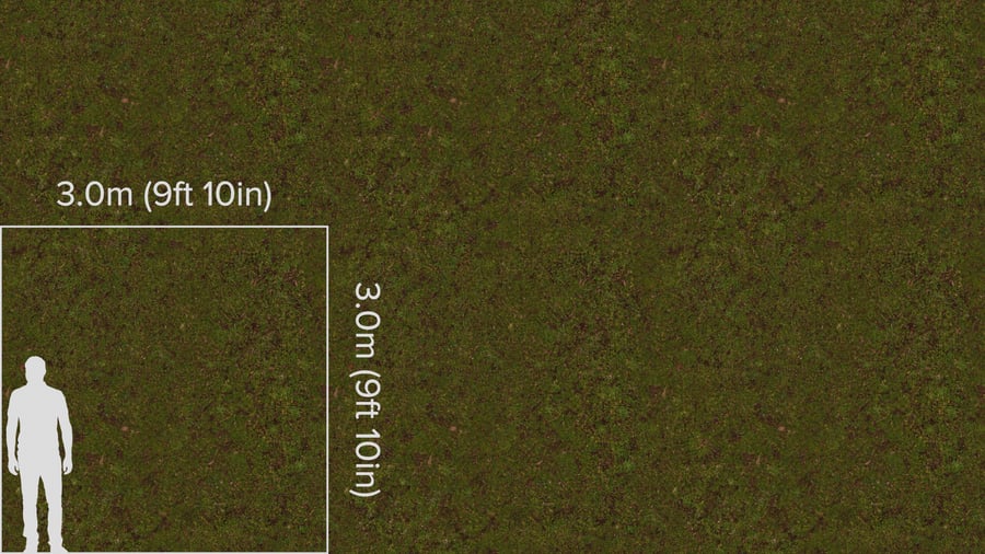 Lush Forest Texture