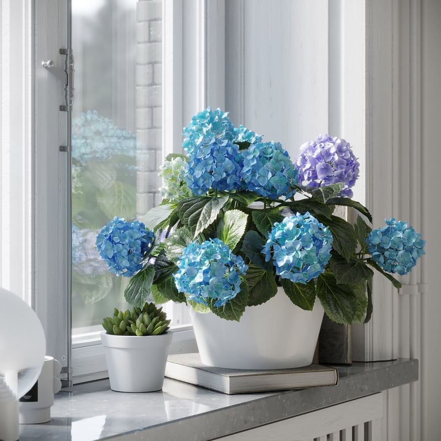 Modelo de planta de hortênsia Mophead, azul