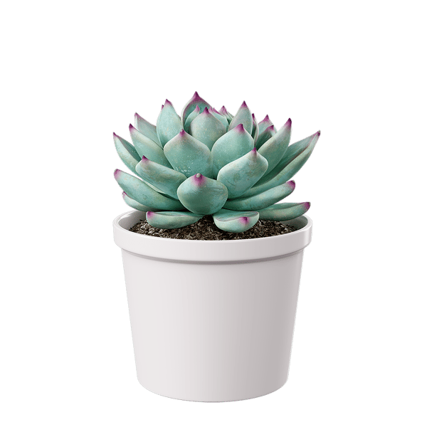 Echeveria Tippy Succulent Krukväxt Modell