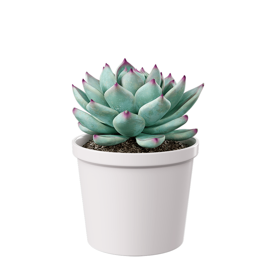 Echeveria Tippy Succulent Potted Plant Model