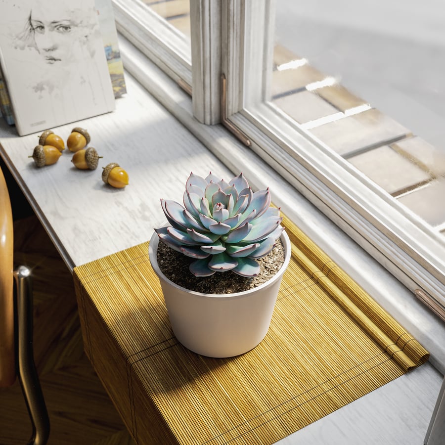 Planta Suculenta em Vaso Echeveria Morning Beauty Modelo