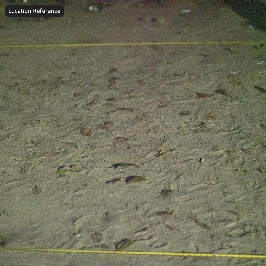 Fallen Leaves on Dry Sand Texture