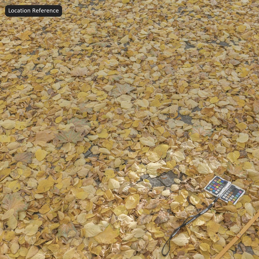 Podzimní spadané listí