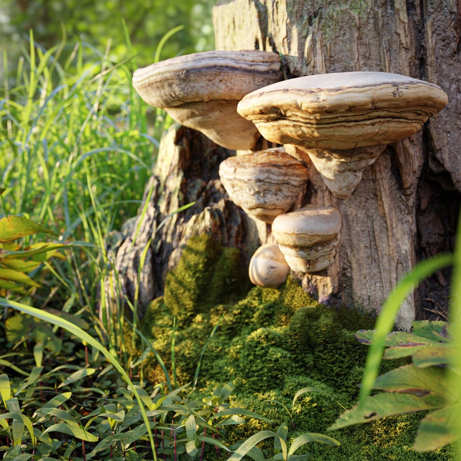 Small and Medium Polypores Tree Fungus Models Collection