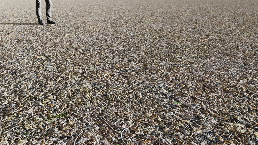 Textura de folhas secas e galhos na floresta, cinza