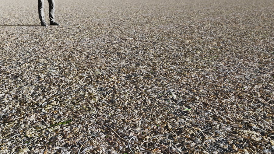 Forest Leaves Ground Texture, Grey