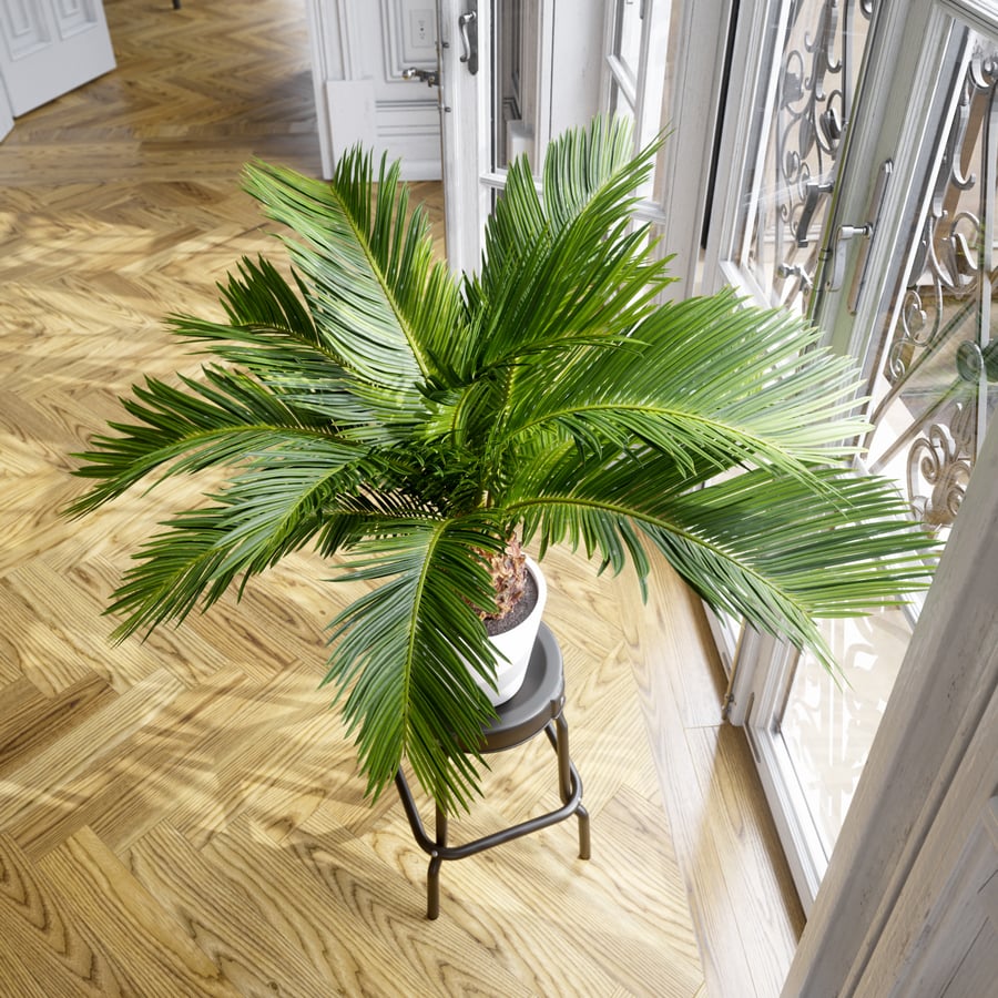 Sago Palm Potted Plant Model